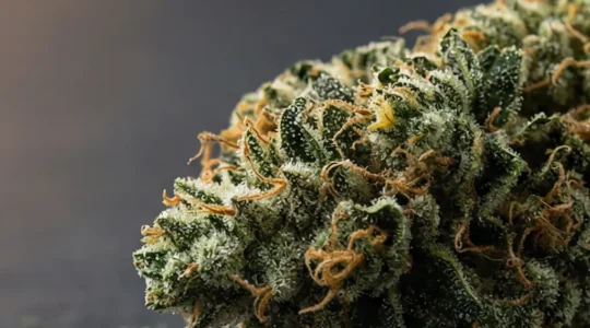 Gros plan sur une fleur de CBD dense recouverte de trichomes cristallins brillants sous une lumière naturelle douce