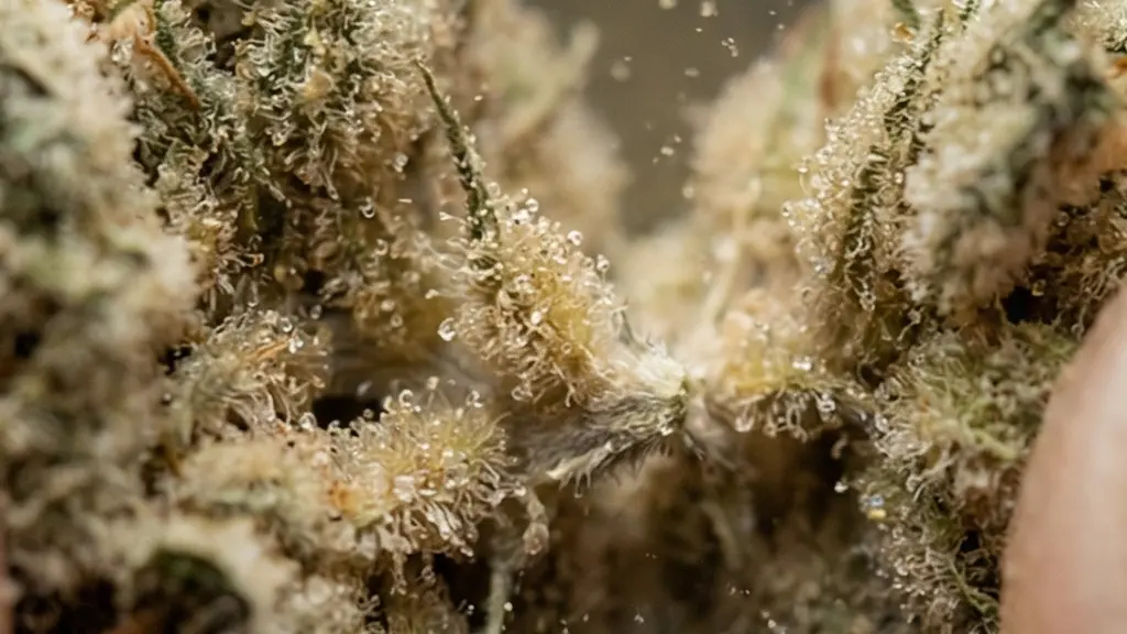 Gros plan macro sur des trichomes brillants d’une fleur de CBD, effritée délicatement entre deux doigts sans la réduire en poudre.