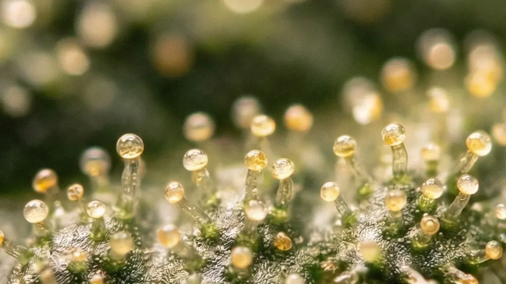 Vue macro extrême de trichomes glandulaires sur une fleur de CBD, montrant les têtes sphériques translucides sur leurs tiges
